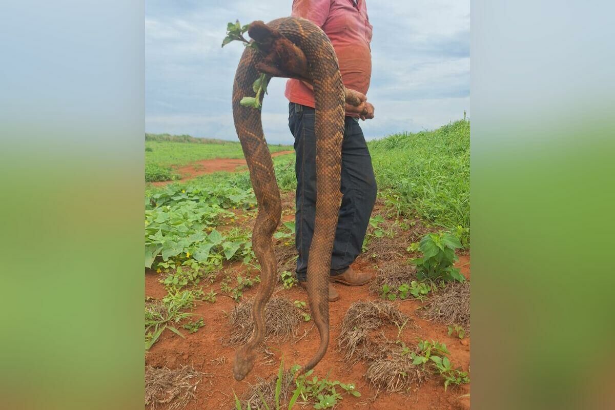 Imagem de compartilhamento para o artigo Cascavel gigante é encontrada em Chapadão do Sul e chama atenção da MS Todo dia